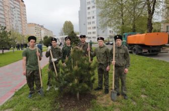 На бульваре Евскина высадили сосны