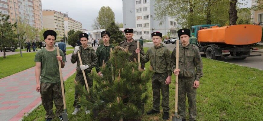 На бульваре Евскина высадили сосны